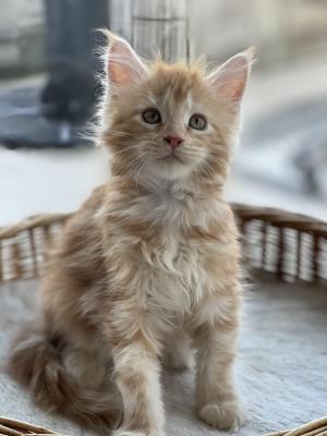 Photo du chaton